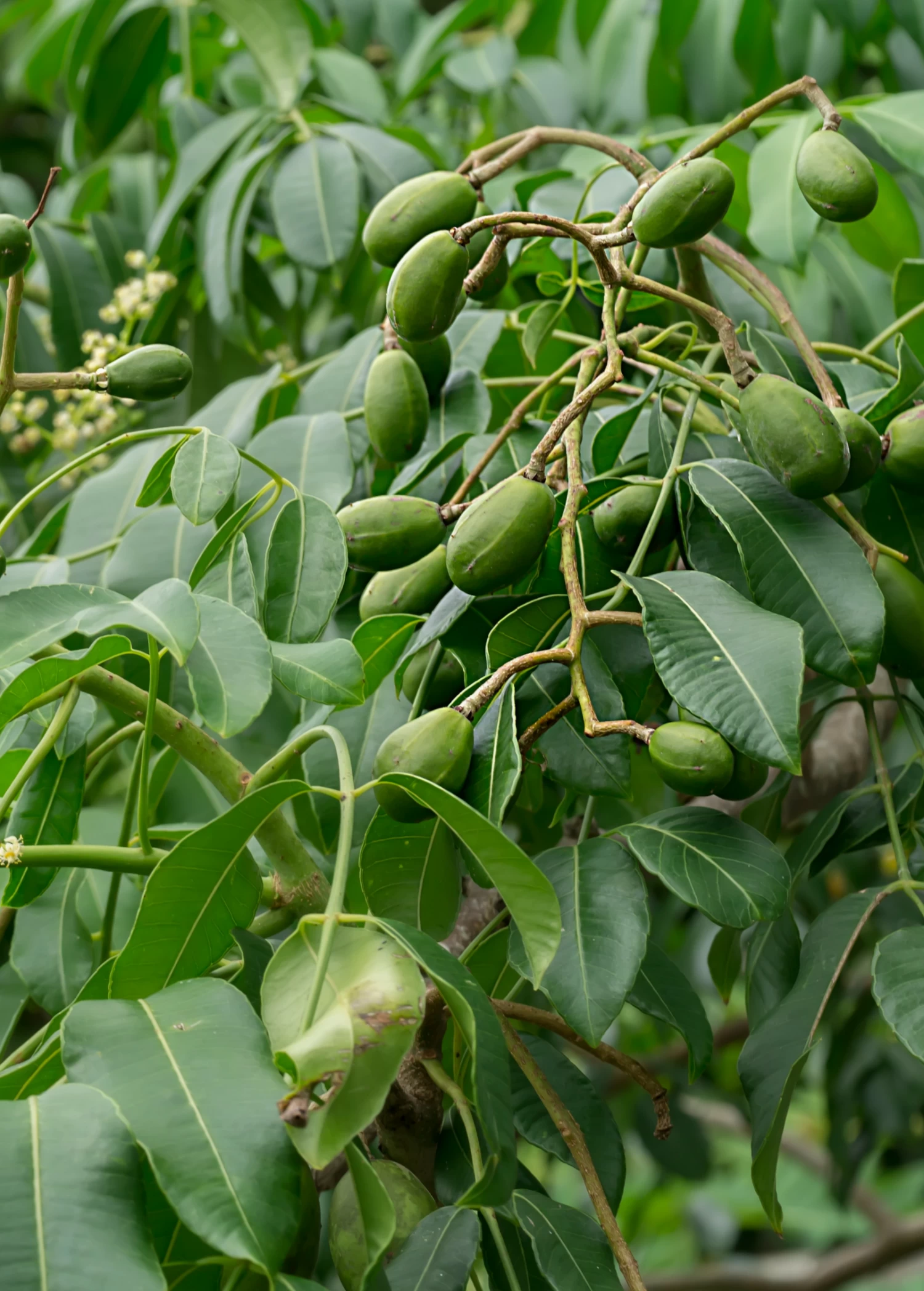 June Plum (Spondias Dulcis)