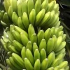 Banana 'Sweetheart' (Musa Acuminata FHIA-3)