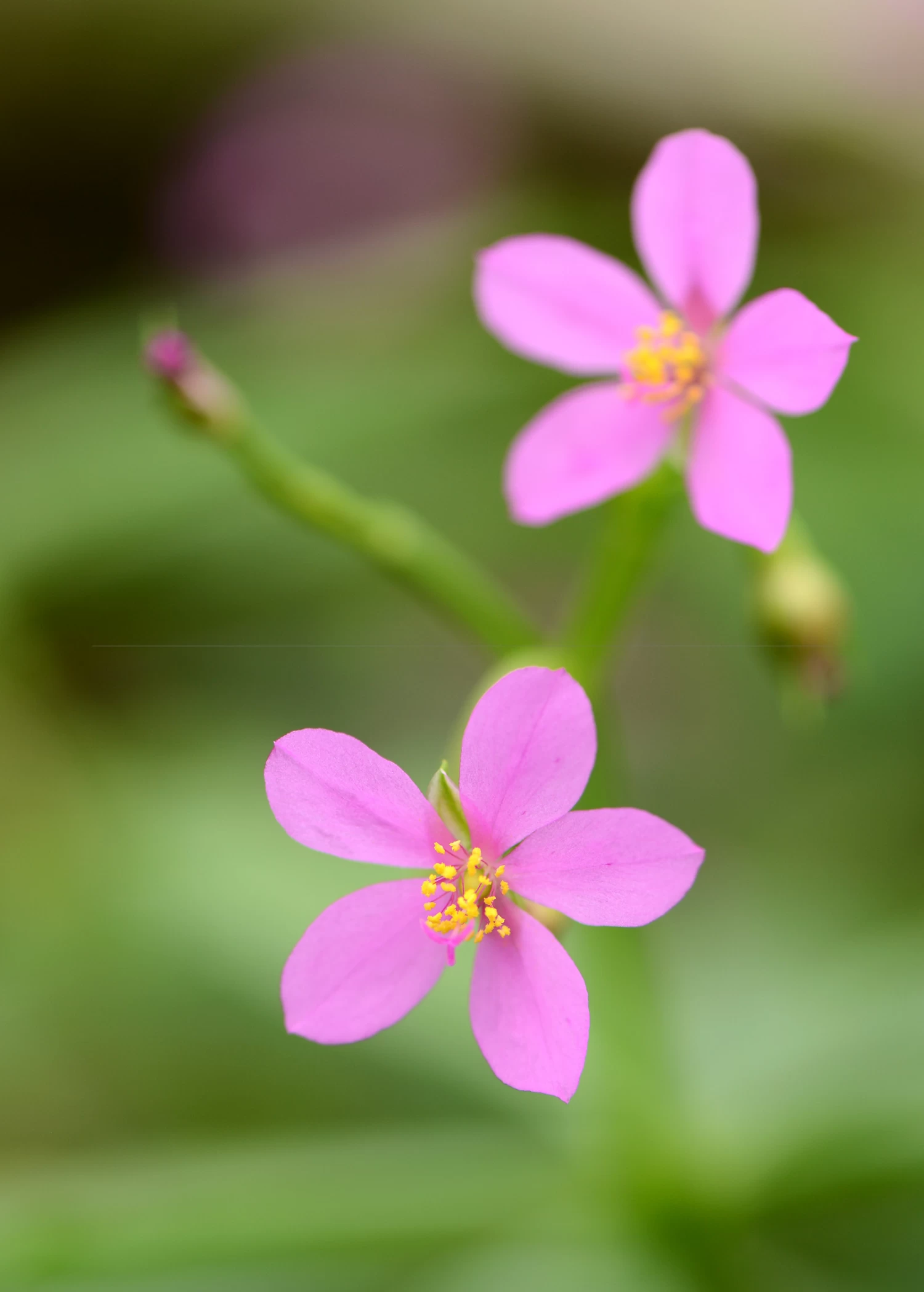 Java Ginseng (Talinum Paniculatum) - Image 2