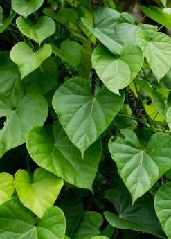 Giloy Vine (Tinospora Cordifolia)