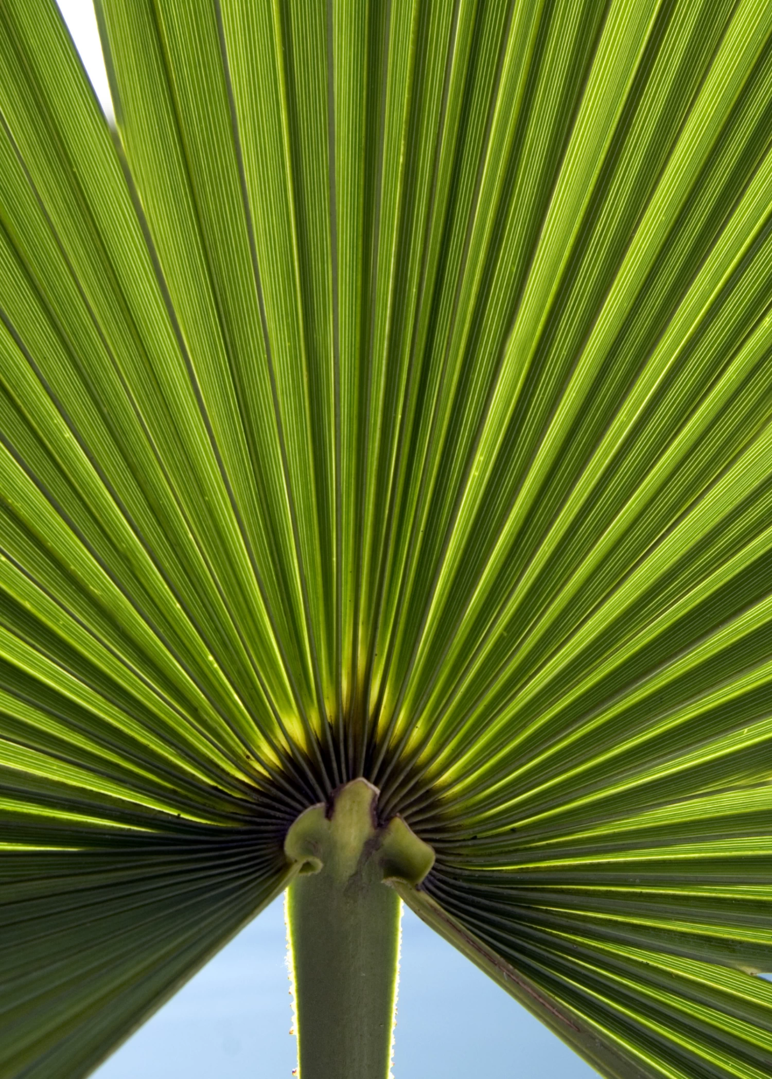 Windmill Palm (Trachycarpus Fortunei) - Image 3