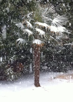 Windmill Palm (Trachycarpus Fortunei)