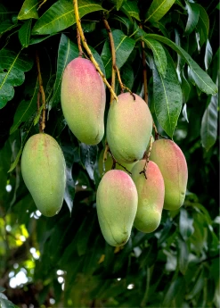 Mango 'Valencia Pride' (Mangifera Indica)
