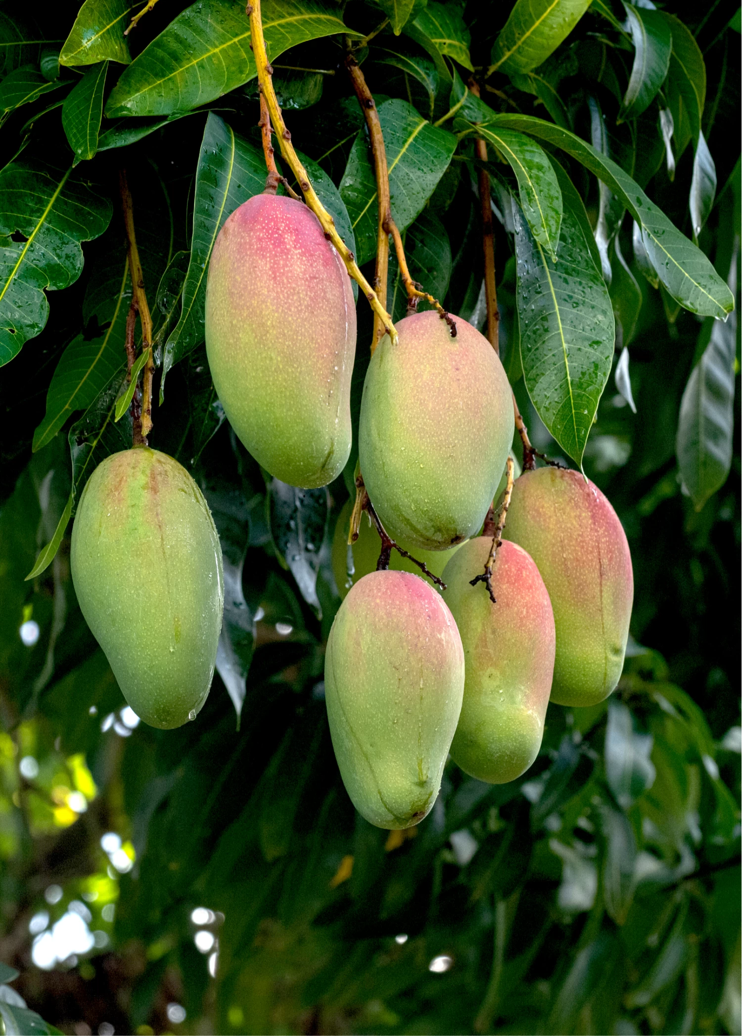 Mango 'Valencia Pride' (Mangifera Indica)