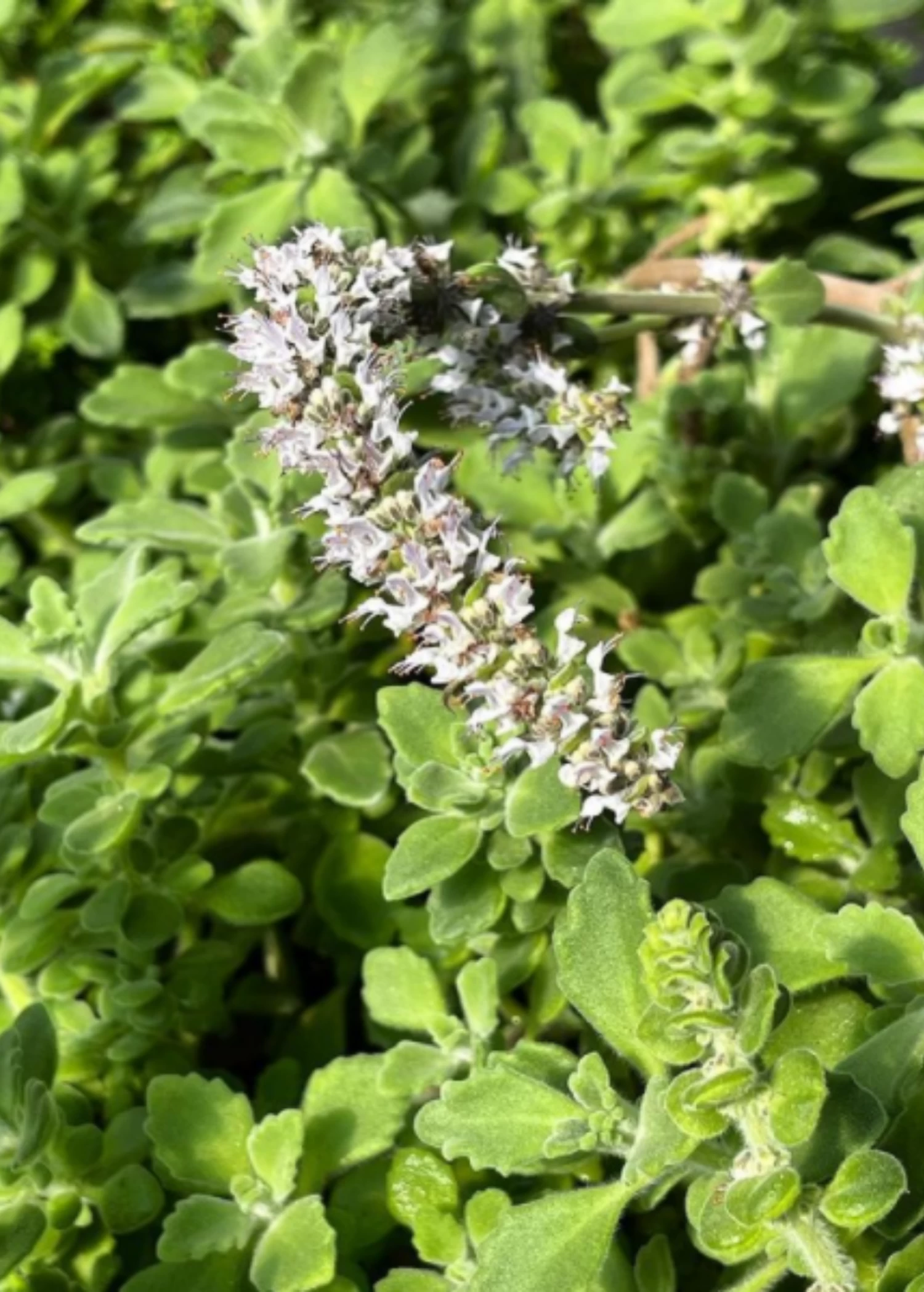 Vicks Plant (Plectranthus Tomentosa) - Image 2