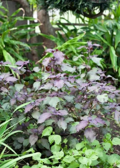 Vietnamese Perilla, Lá Tía Tô (Perilla Frutescens)