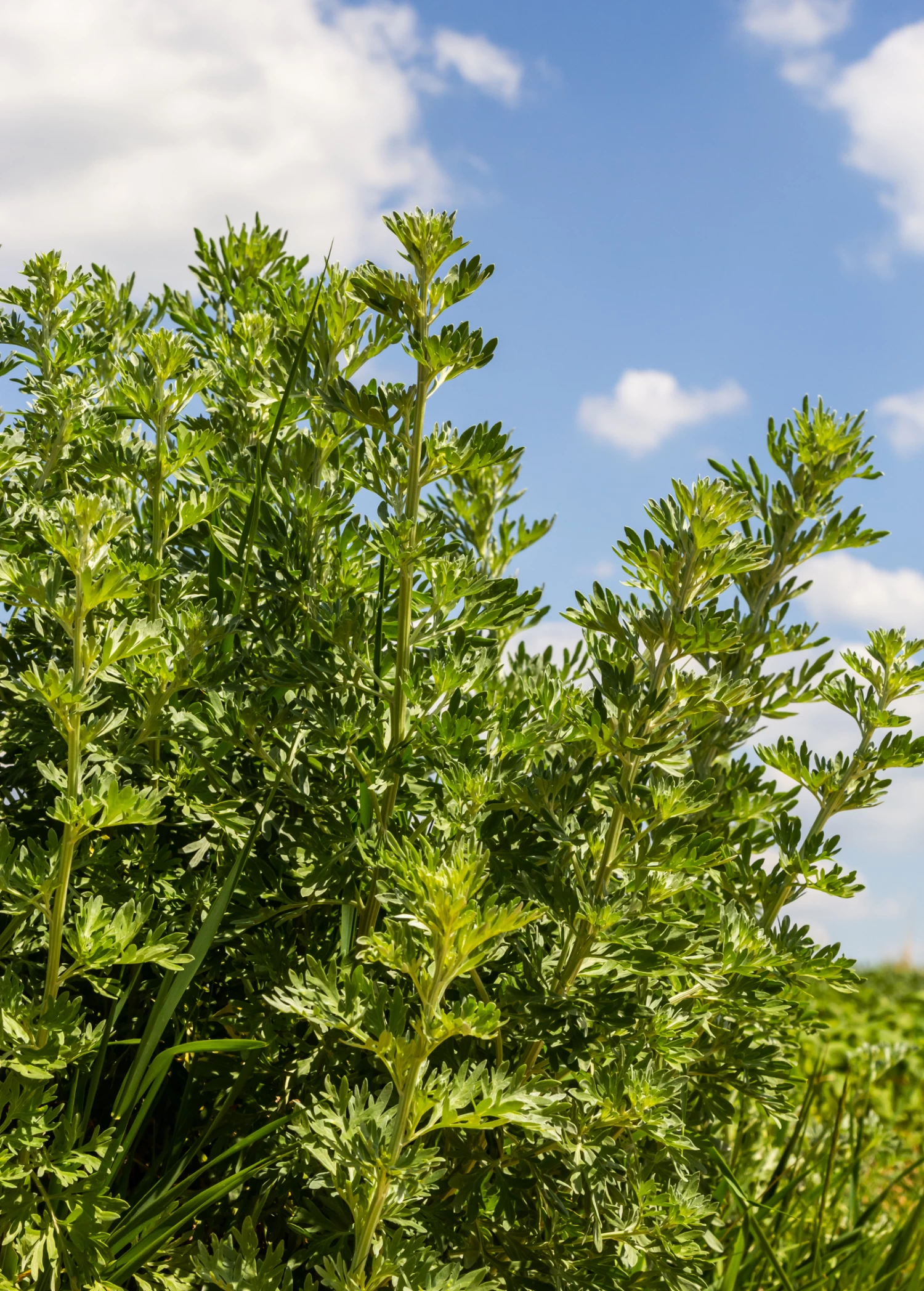 Wormwood (Artemisia Absinthium) - Image 3
