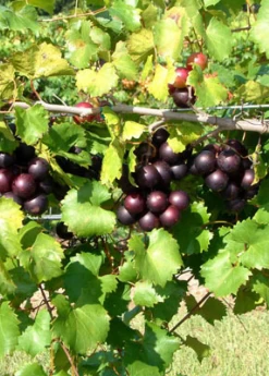 Muscadine Grape 'Alachua' (Vitis Rotundifolia)
