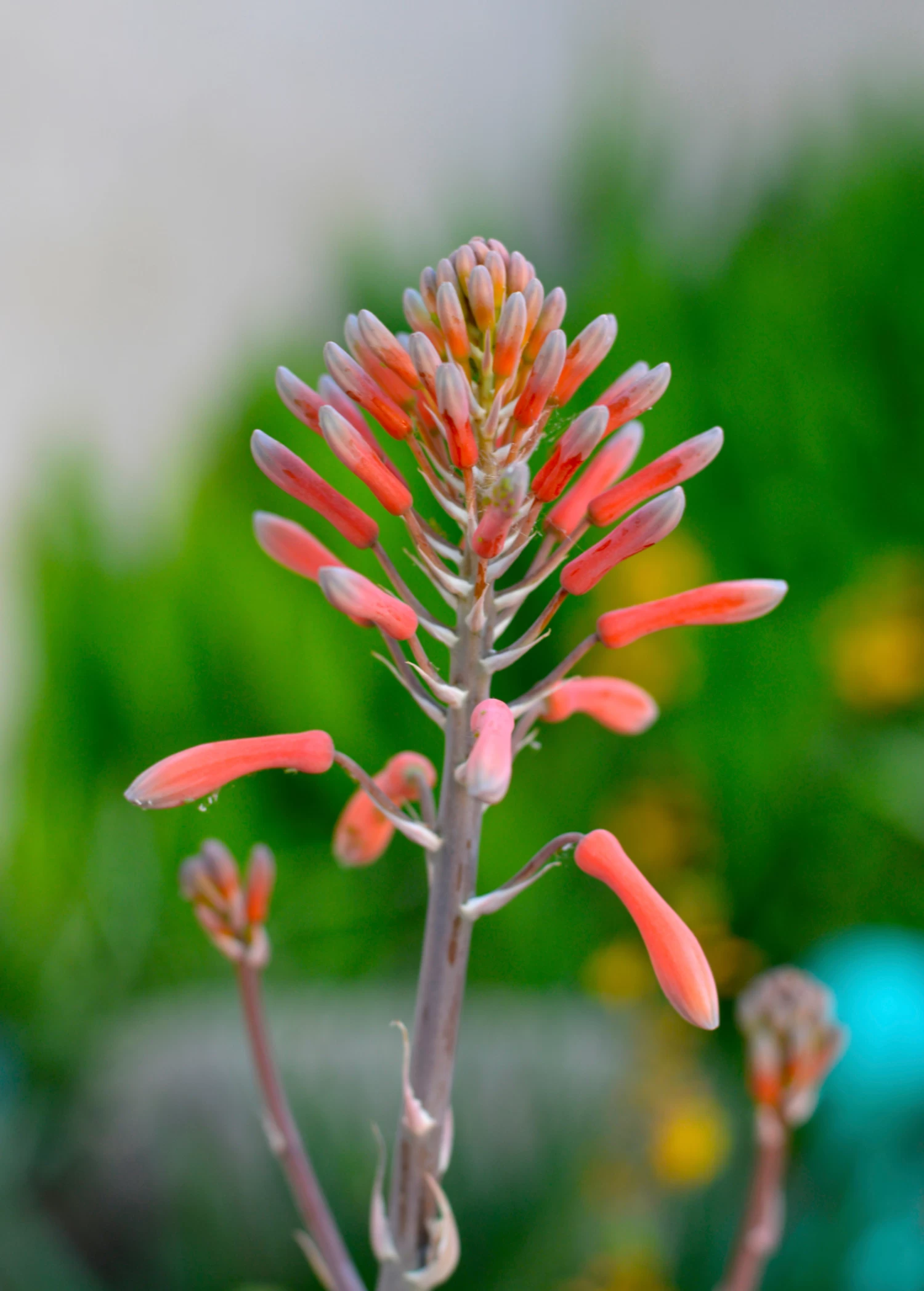 Aloe (Aloe Vera) - Image 6