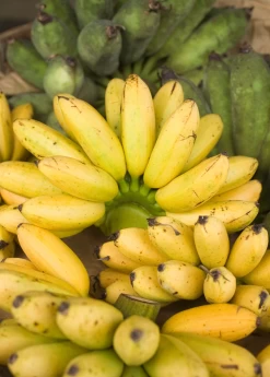 Banana 'Manzano' Apple Banana (Musa Acuminata)