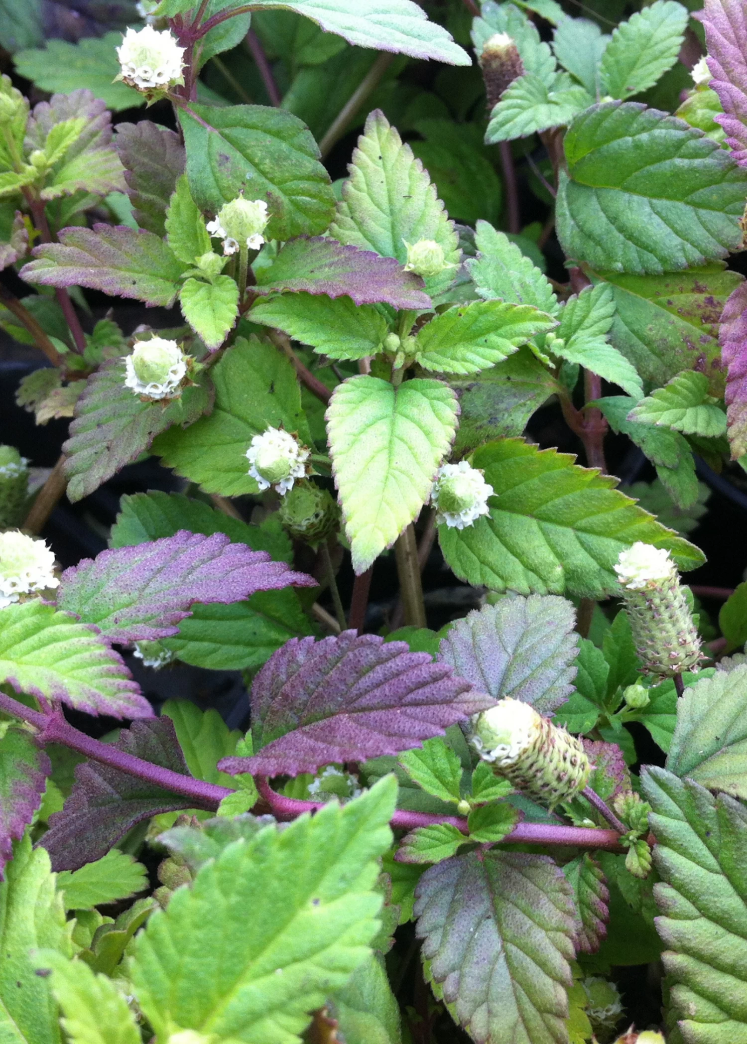 Aztec Sweet Herb (Lippia Dulcis) - Image 2