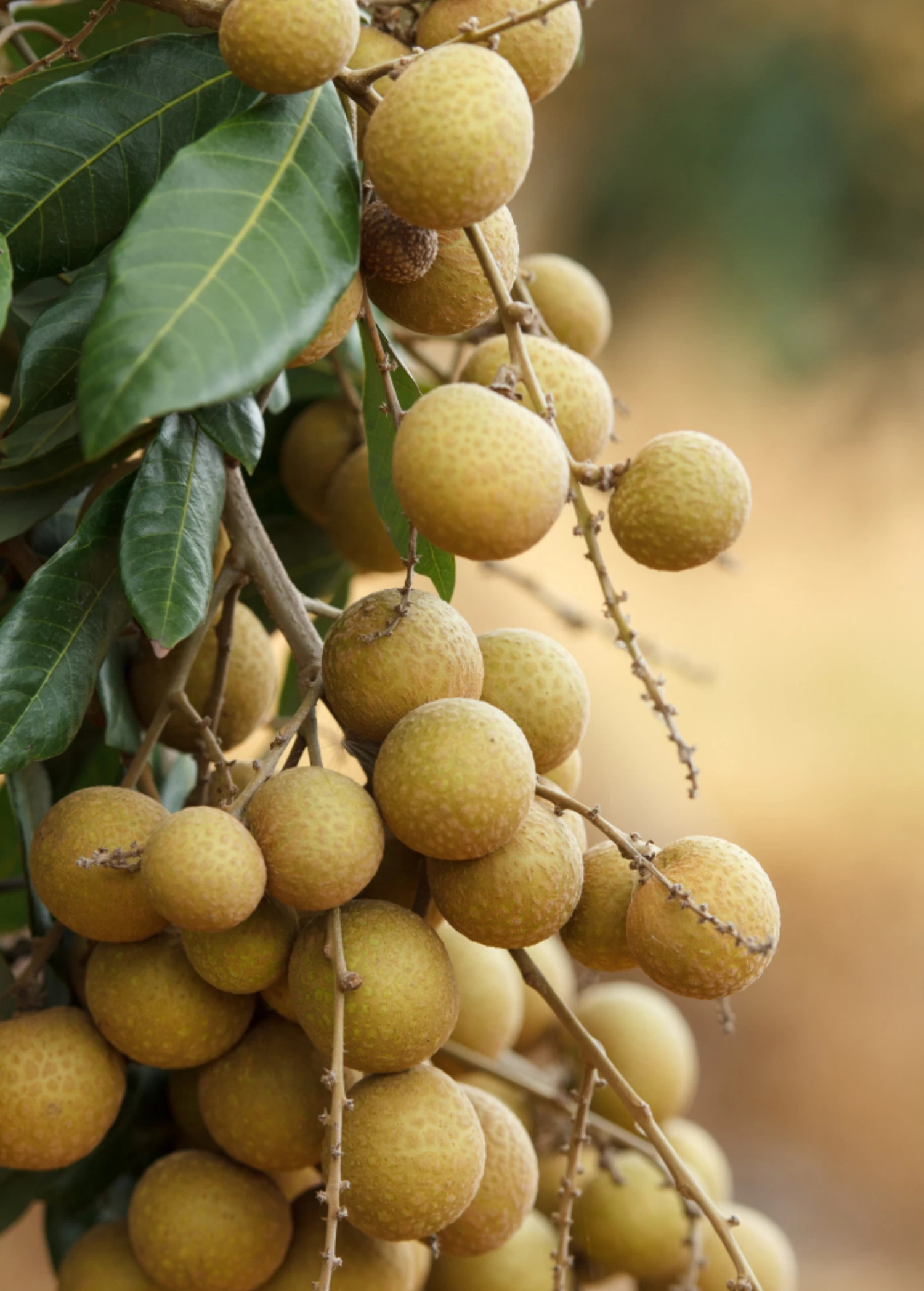 Longan, 'Biew Kiew' (Dimocarpus Longan) - Image 3