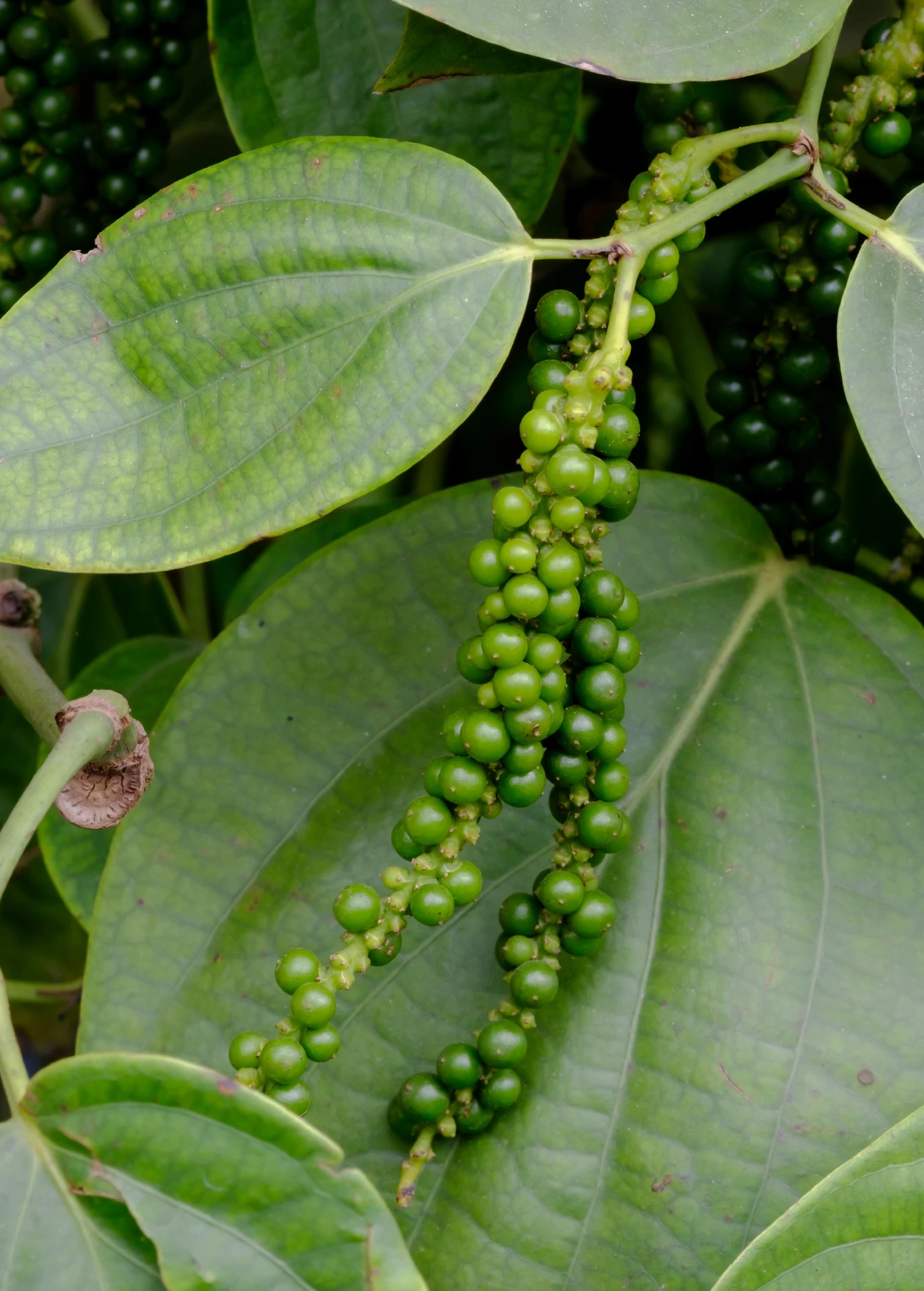 Black Pepper Vine (Piper Nigrum) - Image 3