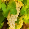 Grape 'Blanc Du Bois' (Vitis Vinifera)