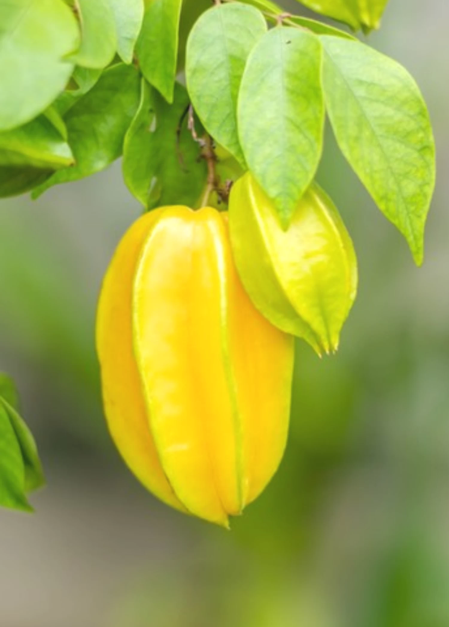 Star Fruit 'Kajang' (Averrhoa Carambola) - Image 6