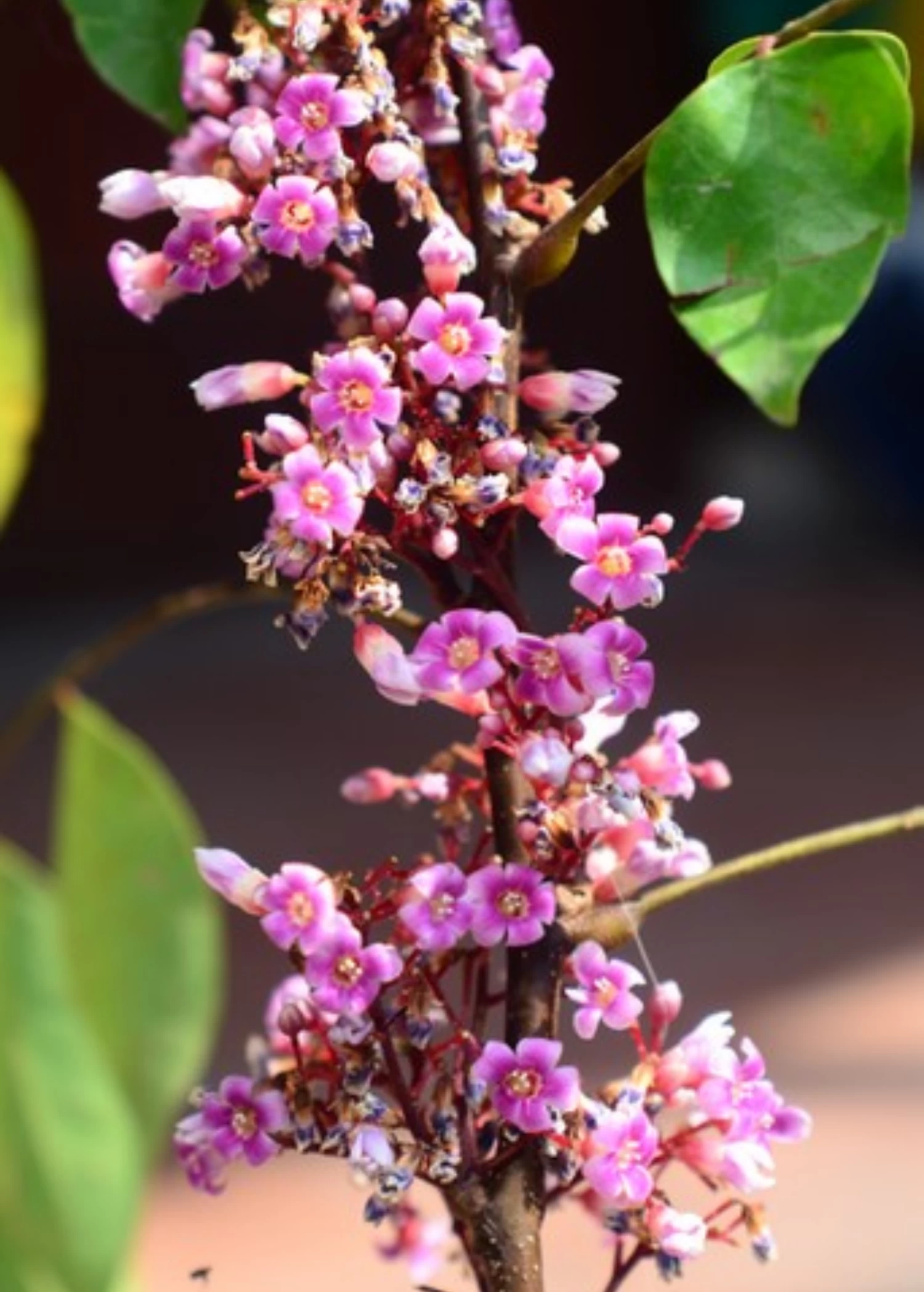 Star Fruit 'Kajang' (Averrhoa Carambola) - Image 2