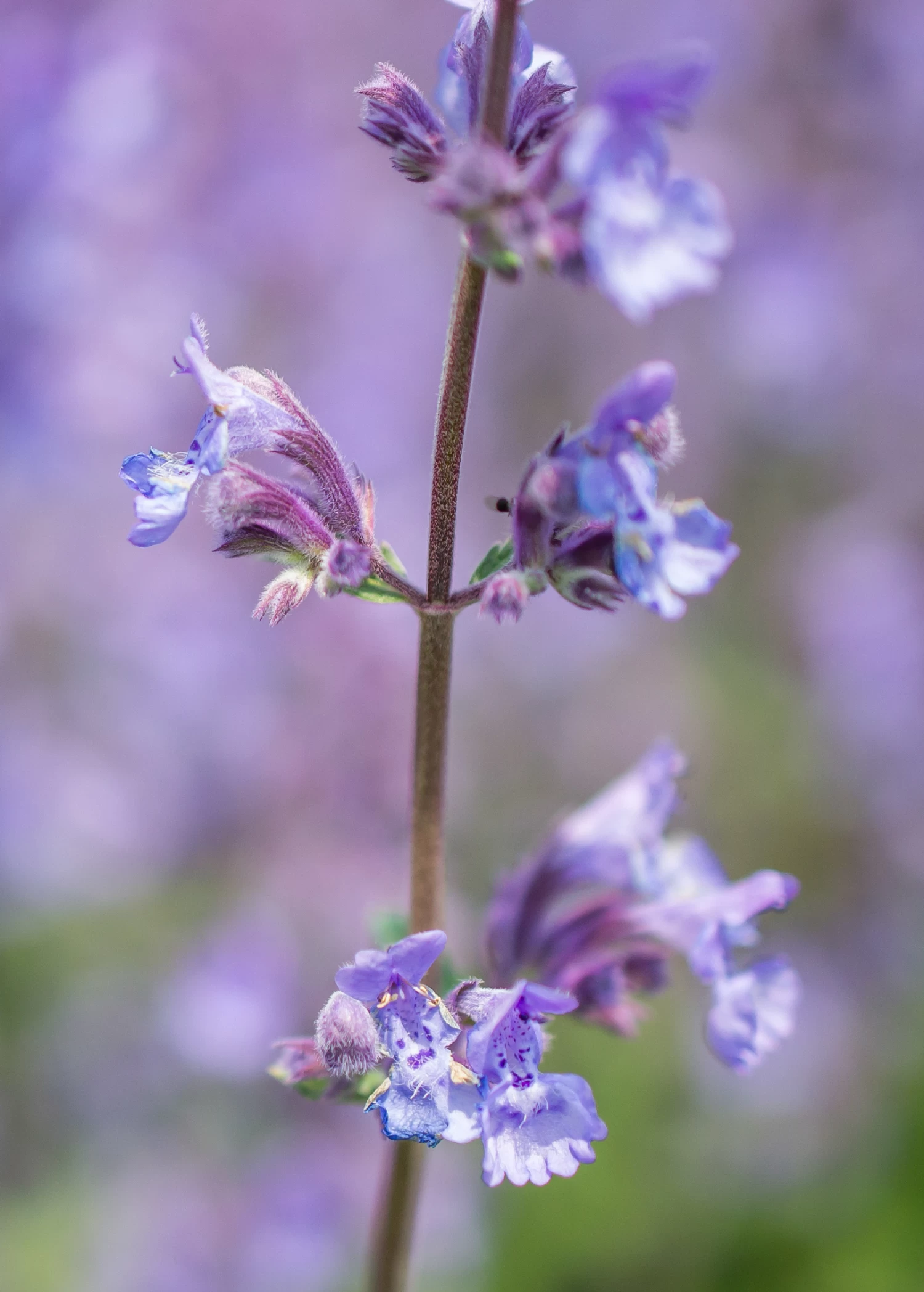 Catnip (Nepeta Cataria) - Image 4