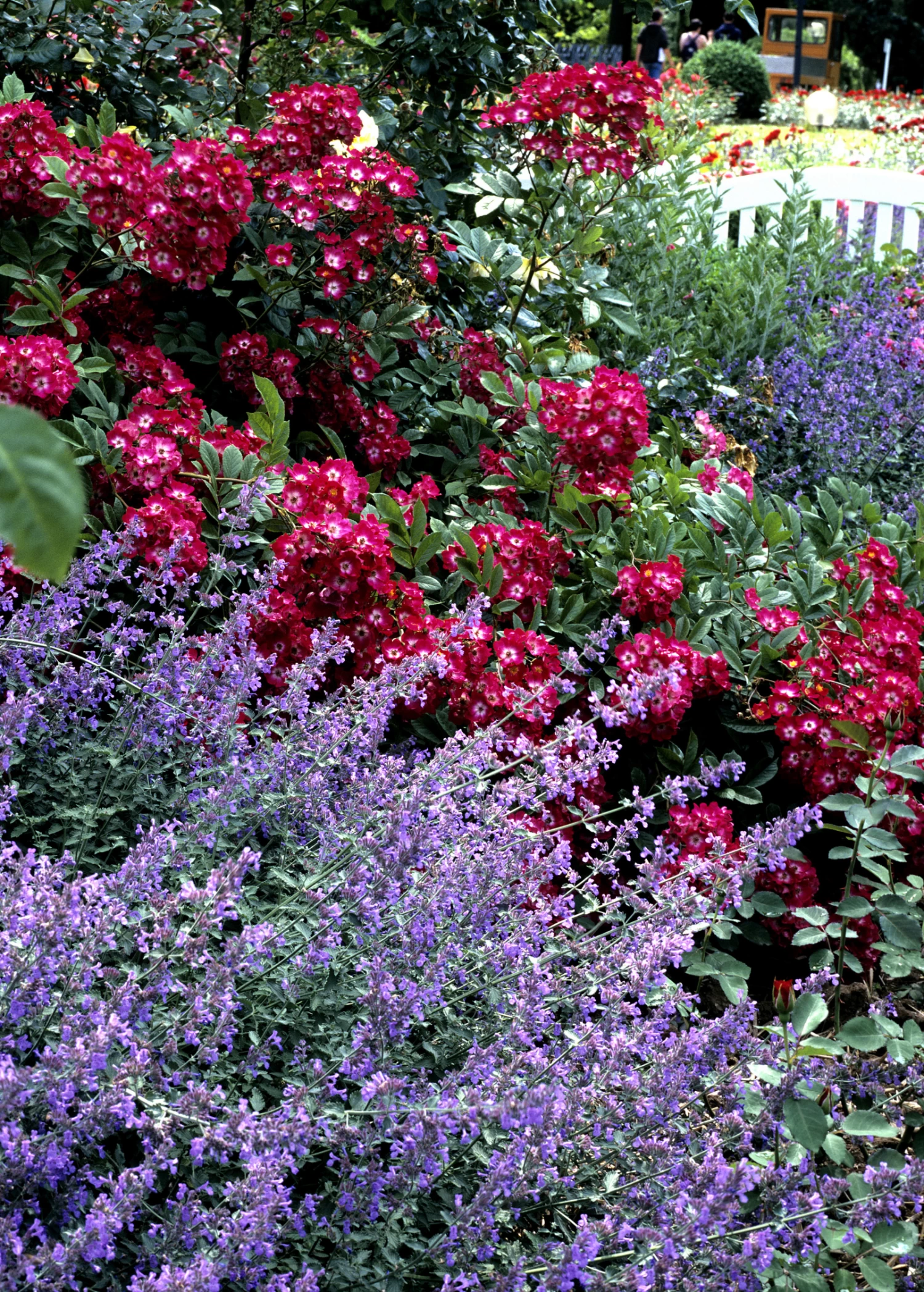 Catnip (Nepeta Cataria) - Image 7