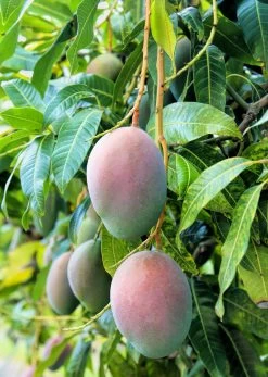 Mango 'Pickering' (Mangifera Indica)