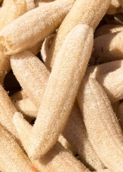 Loofah Gourd (Luffa Aegyptiaca)