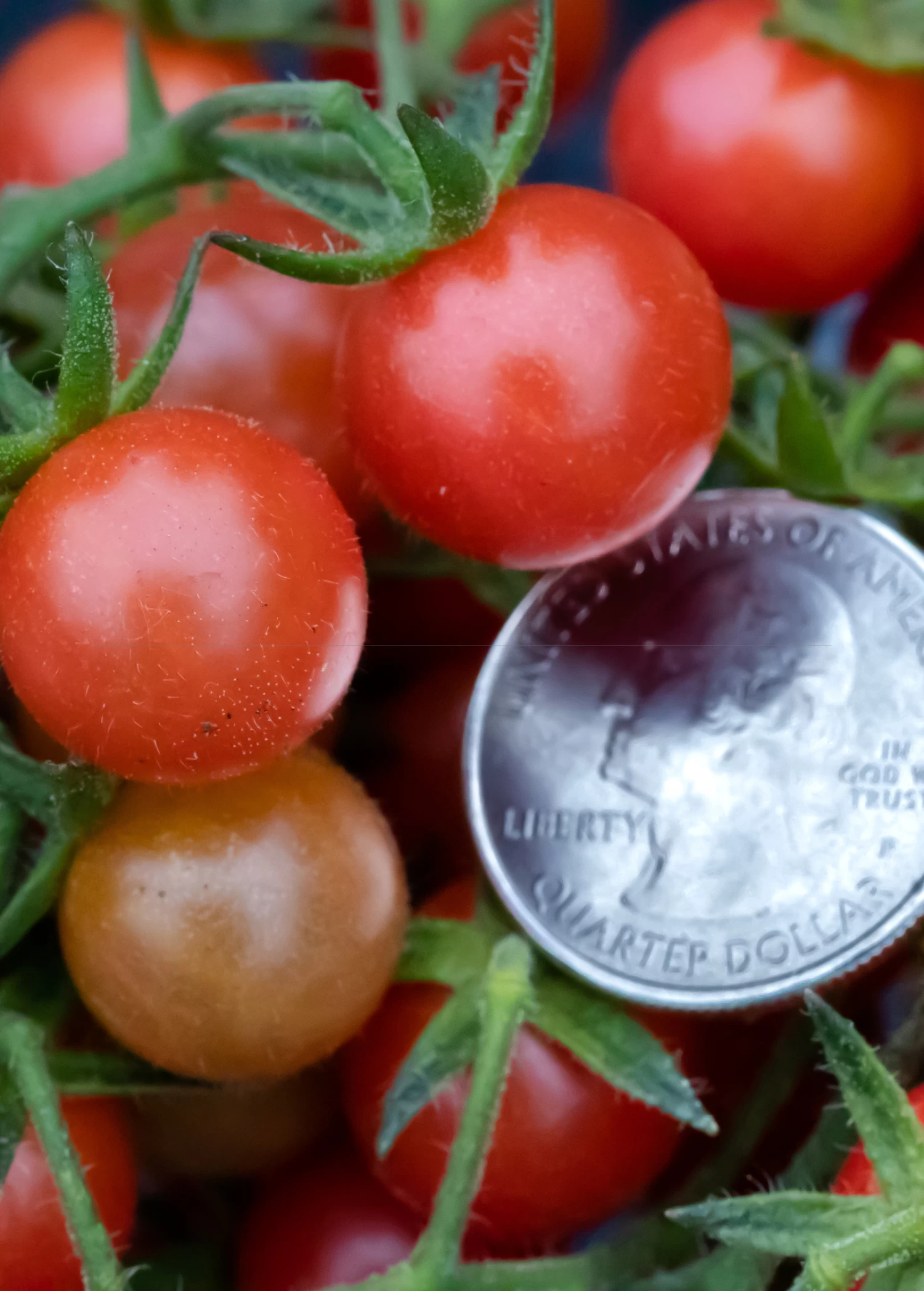 Everglades Tomato (Solanum Pimpinellifolium) - Image 3