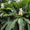 False Cardamom (Alpinia Mutica)