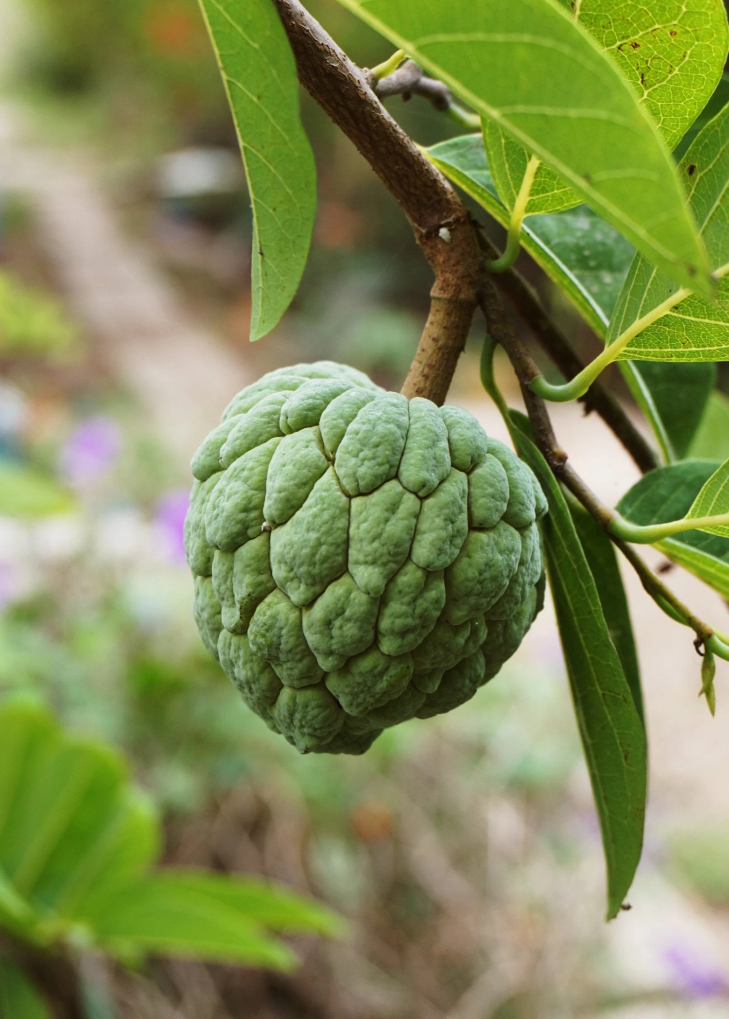 Sugar Apple 'Thai Lessard' (Annona Squamosa L) - Image 3