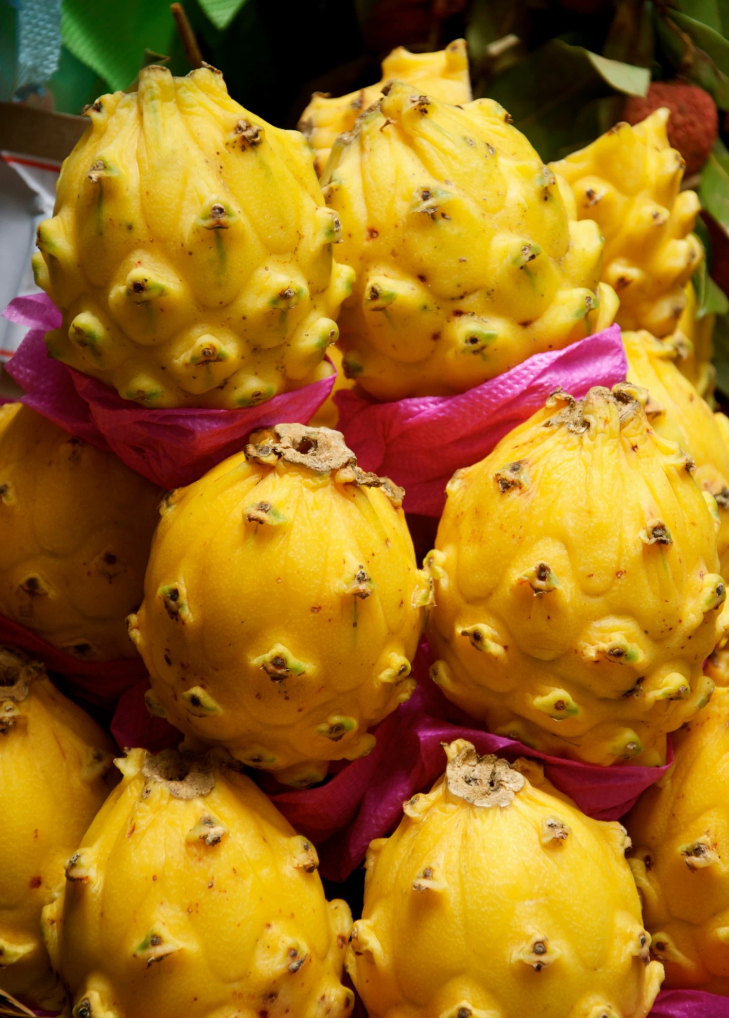 Dragon Fruit, Yellow (Selenicereus Megalanthus) - Image 2