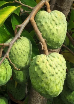 Atemoya 'Geffner' (Annona × Atemoya)