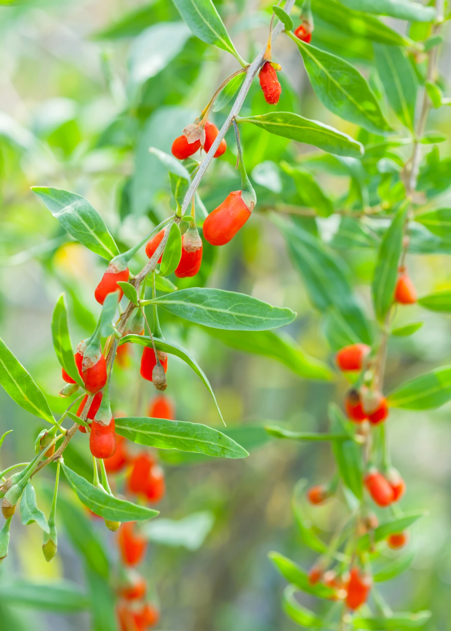 Red Goji Berry (Lycium Barbarum) - Image 3