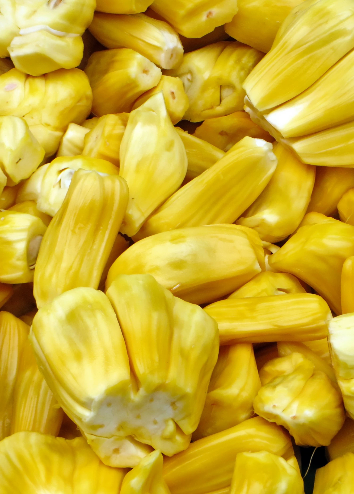 Jackfruit 'Black Gold' (Artocarpus Heterophyllus) - Image 2