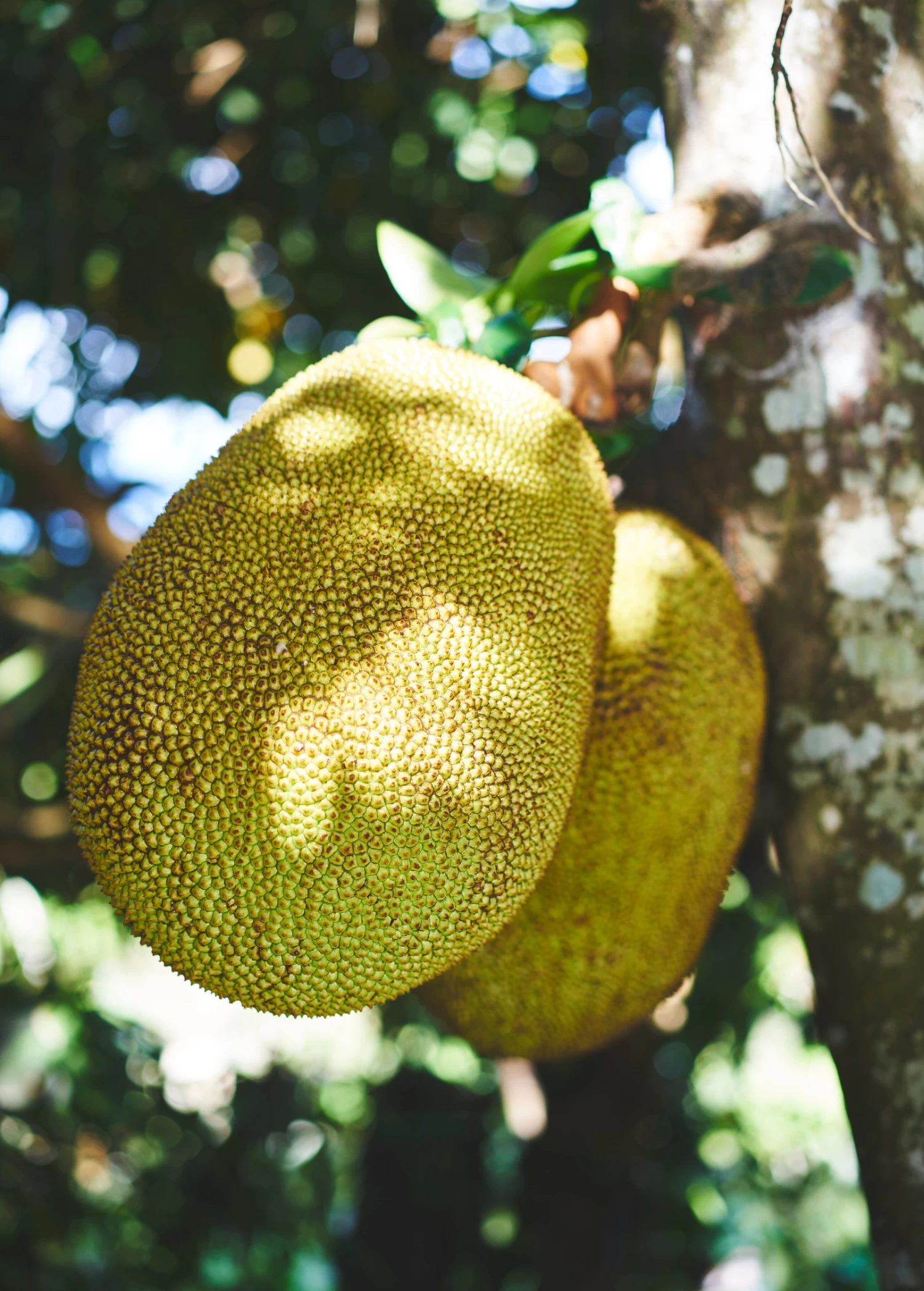 Jackfruit 'Golden Nugget' (Artocarpus Heterophyllus) - Image 2