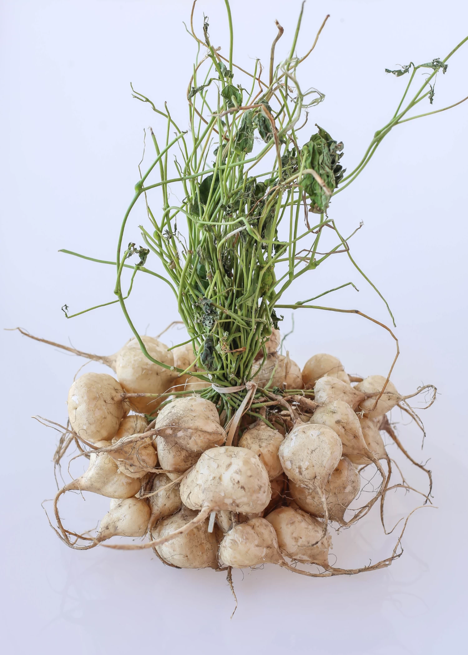Jicama (Pachyrhizus Erosus) - Image 3