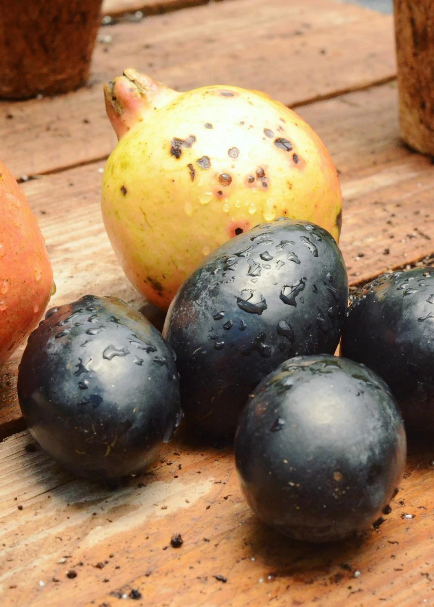 Avocado 'Joey' (Persea Americana) - Image 2