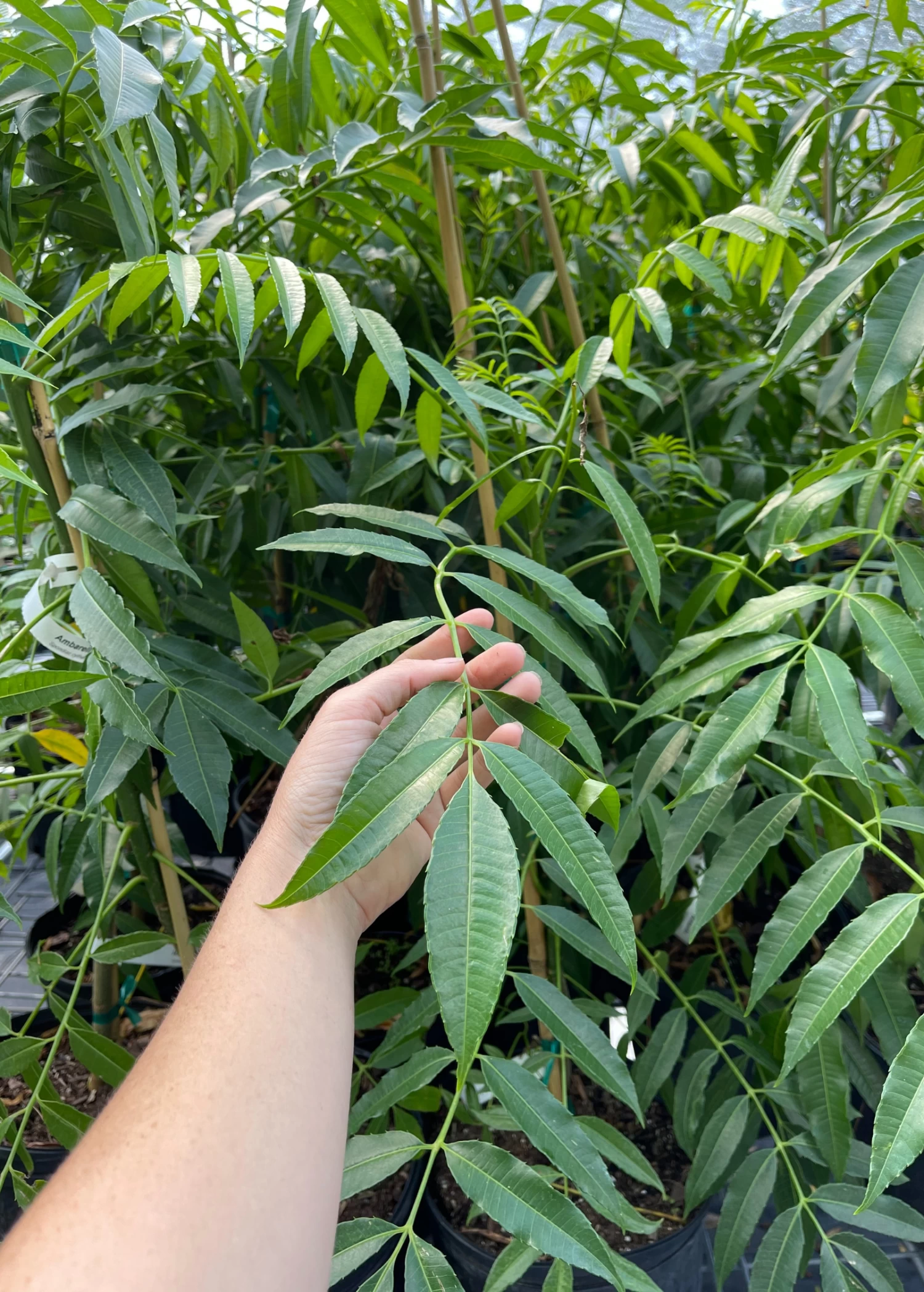 June Plum (Spondias Dulcis) - Image 3