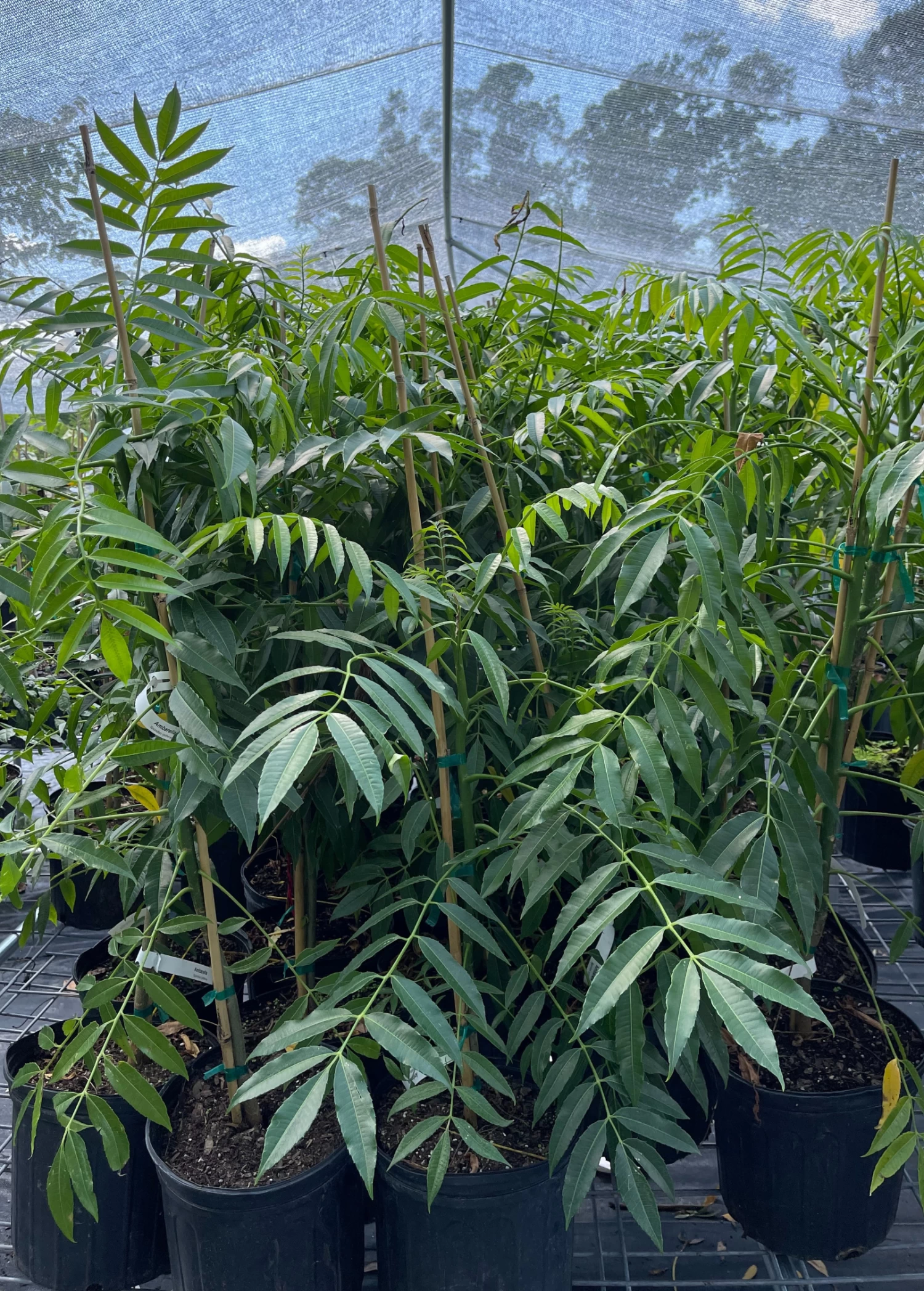 June Plum (Spondias Dulcis) - Image 2