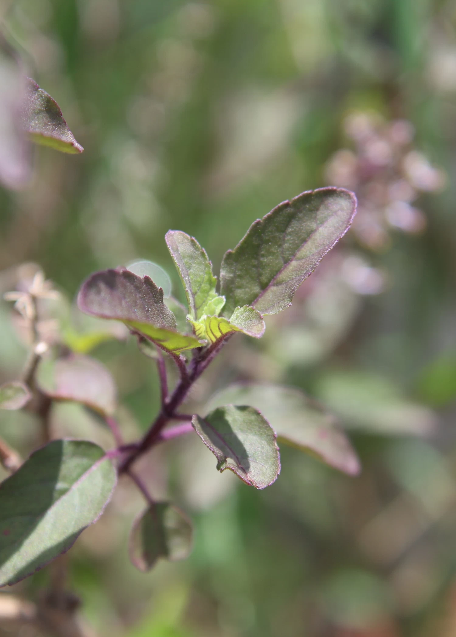 Tulsi 'Krishna' (Ocimum Tenuiflorum) - Image 2