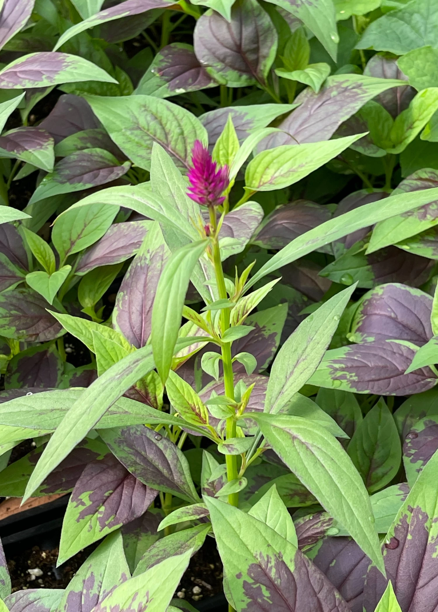 Lagos Spinach (Celosia Argentea) - Image 2