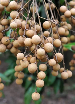 Longan, Pink 'Sri Chompoo' (Dimocarpus Longan)