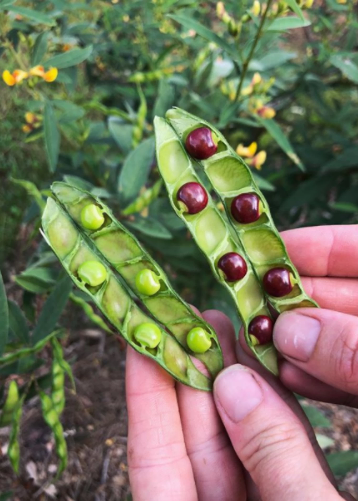 Pigeon Pea, Green (Cajanus Cajan) - Image 2