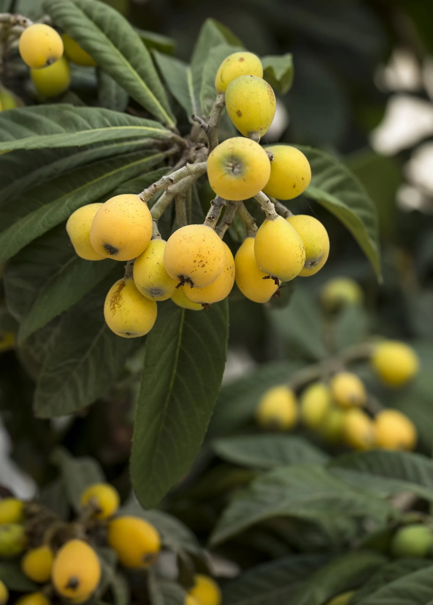 Loquat 'Champagne' (Eriobotrya Japonica) - Image 2