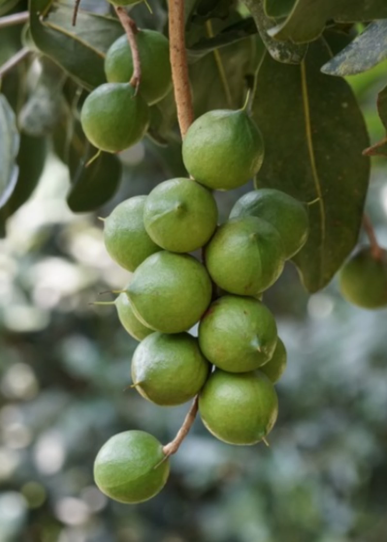 Macadamia 'Queen Anne' (Macadamia Integrifolia) - Image 3