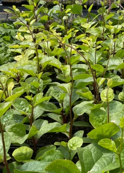 Malabar Spinach (Basella Alba)