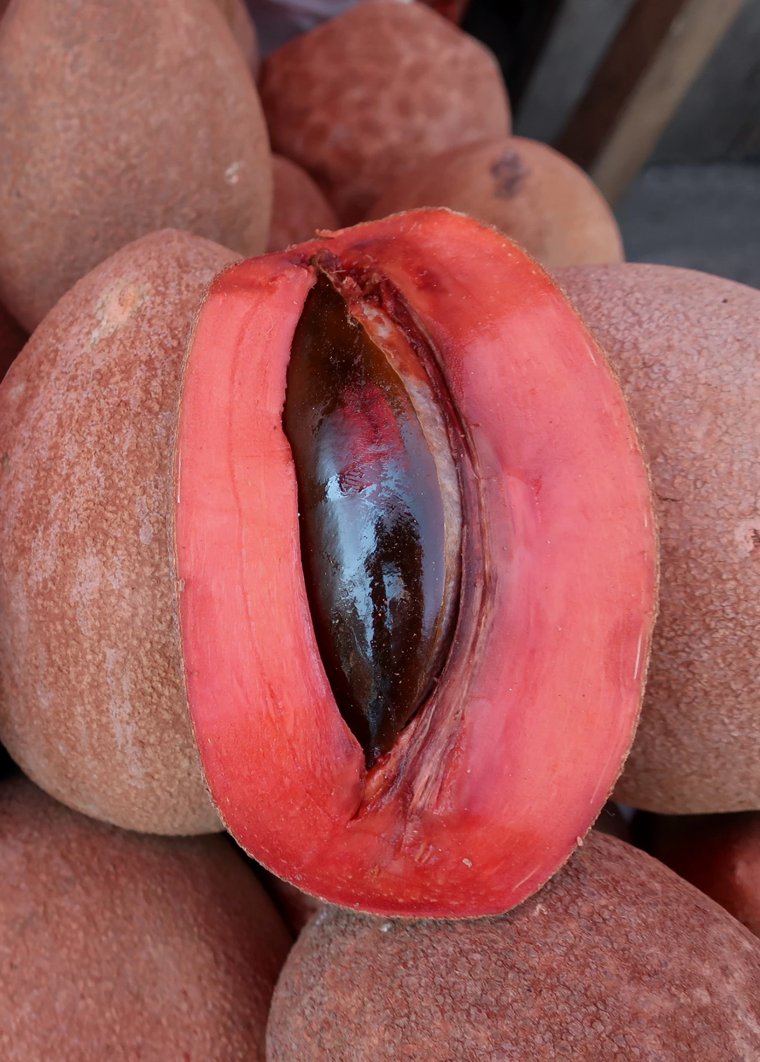 Mamey Sapote 'Magana' (Pouteria Sapota) - Image 2