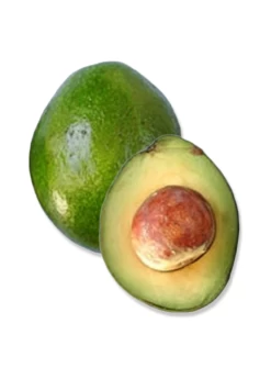 Avocado 'Monroe' (Persia Americana)