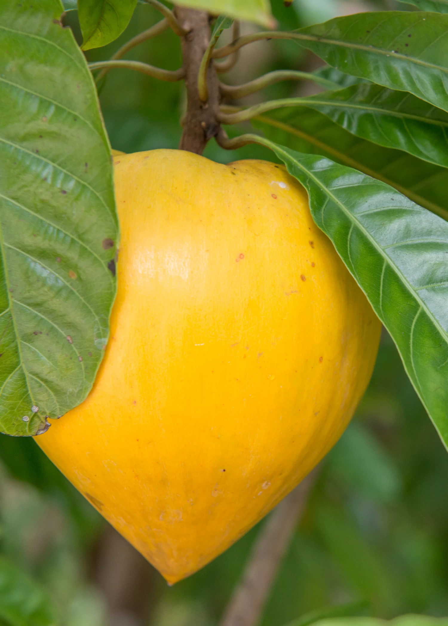 Canistel 'Oro' (Pouteria Campechiana) - Image 2