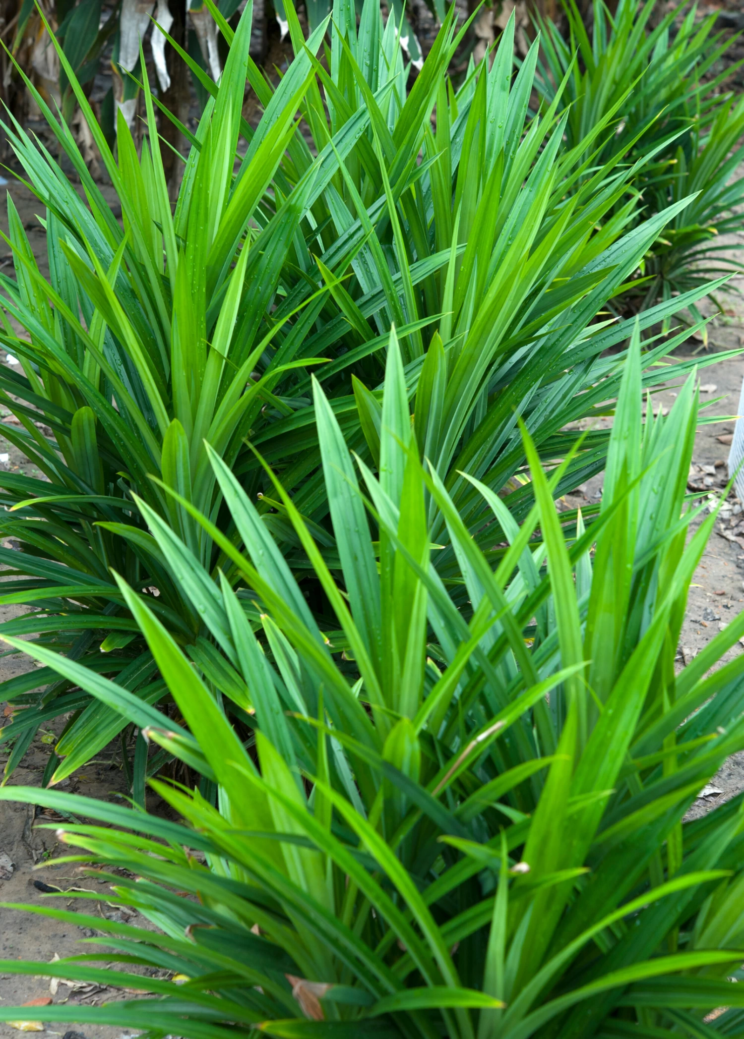 Pandan Leaf (Pandanus Amaryllifolius) - Image 2