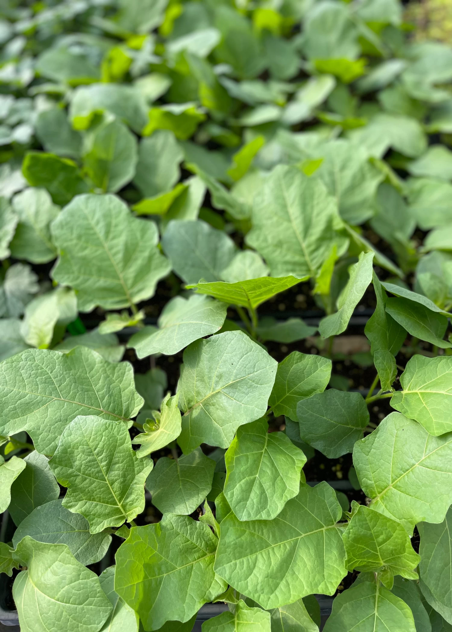 Thai Eggplant (Solanum Melongena) - Image 2