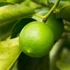 Persian Lime (Citrus × Latifolia)