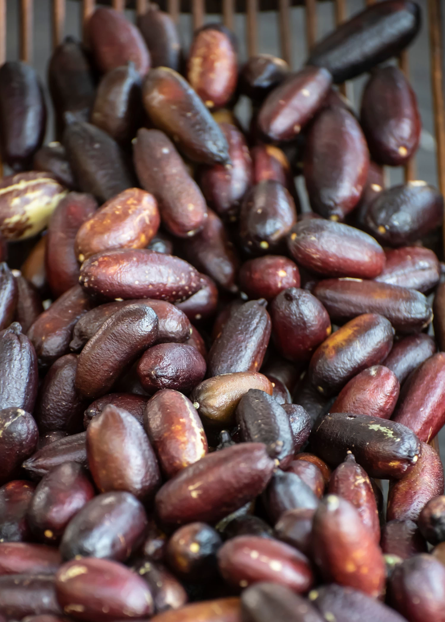 Red Finger Lime (Citrus Australasica) - Image 3